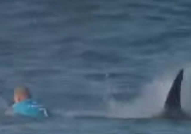 Tiburon ataca surfista